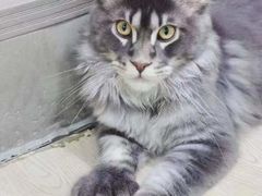 -十年猫舍·猫咪专门店(普陀店)