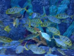 -芜湖新华联大白鲸海洋公园