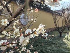-太平天国侍王府