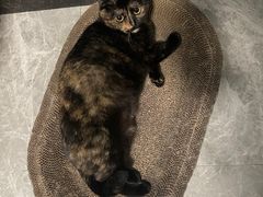 -创凡宠物医院·骨专科  猫科中心(西乡分院)