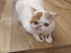 -袖虎·猫馆(体育西路店)