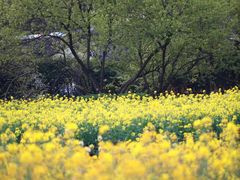 -八卦田遗址公园