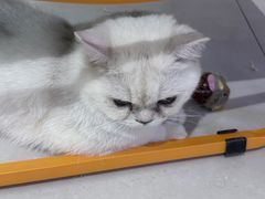 -平行世界·猫咖(首经贸店)