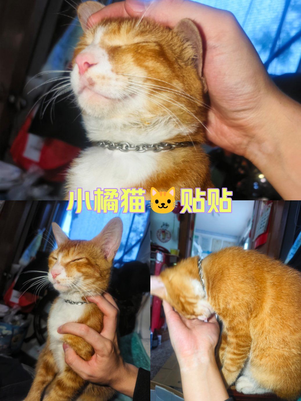 98橘猫都这样吗?