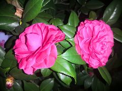 -深圳国际园林花卉博览园