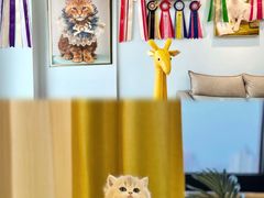 -猫十亿·布偶金渐层·曼基康矮脚猫舍(青年路店)