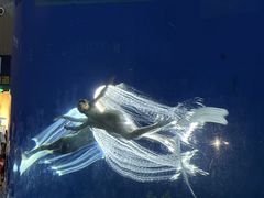 -合肥海洋世界