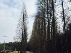 -同里国家湿地公园