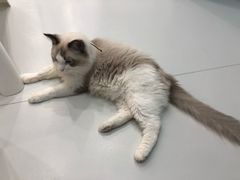 -糯米喵星人·撸猫猫舍咖啡馆(西市场嘉华店)