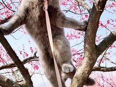 -香雪海
