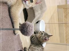 -屋虎猫馆(宝安大仟里店)