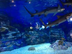 -烟台海昌鲸鲨海洋公园