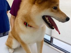 -爱妮康宠物医院·干细胞免疫细胞·肿瘤·心脏(张江店)