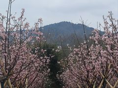 -天适樱花悠乐园