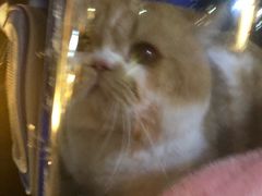 -乐派堂宠物医院·猫友好· 心脏科(东街店)