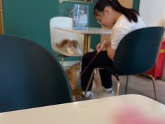 -飞行喵MR PILOT|猫舍·猫咖(静安大融城店)