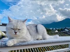 -喵屿·大理花园猫咖