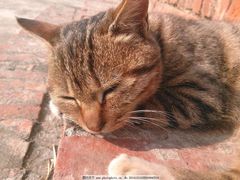 -瑞鹏宠物医院·骨科·猫科·内科(第一中心)