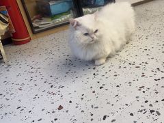 -瑞派康怡24h宠物医院·犬猫医疗中心·微创绝育(瑞景分院)