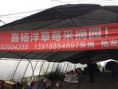 -喜杨洋草莓采摘园