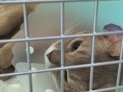 -纳吉亚猫专科动物诊疗中心(蒋宅口分院)