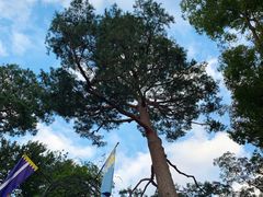 -三鹰之森吉卜力美术馆