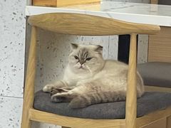 -喵园·猫主题咖啡厅·撸猫·猫咖(国贸店)