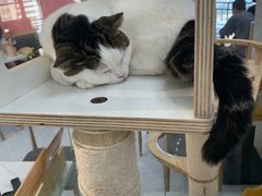 -喵园·猫主题咖啡厅·撸猫·猫咖(国贸店)