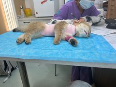 -瑞派·关忠动物医院·猫专科·犬专科(三环新城店)