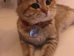 -名猫咖啡馆·撸猫·拼豆