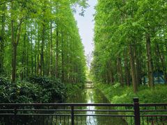 -东平国家森林公园