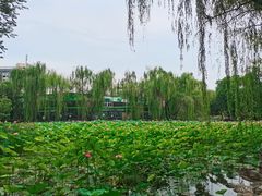 -莲湖公园