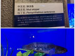 -上海海洋水族馆