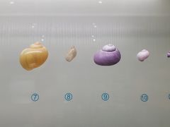 -青岛贝壳博物馆