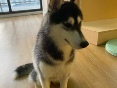 萌宝-Husky Go! 哈士奇体验馆·宠物咖啡厅狗咖