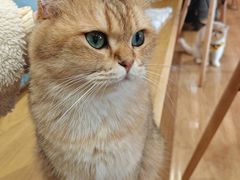 -滚猫咖啡·猫咖·猫友好撸猫(未来城店)