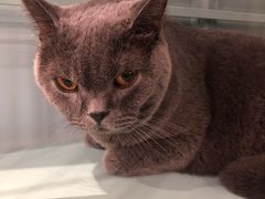 -安格丽娜·狗咖·猫咖羊驼咖(春熙路百盛商场店)