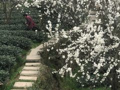 -樱桃山旅游景区