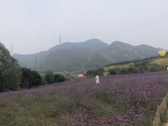 -密云玫瑰情园