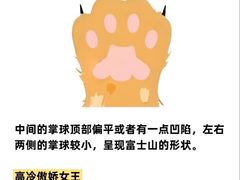 -小猫来了·猫咪专售(红山六九七九店)