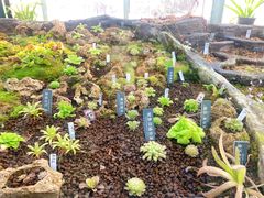 -国家植物园南园