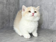 -小猫来了·猫舍(红山六九七九店)