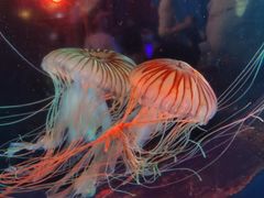 -太平洋海底世界