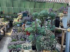 -三圣花乡旅游区