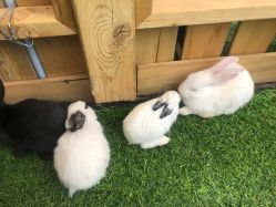 -萌宠亲子动物乐园(槐房万达店)