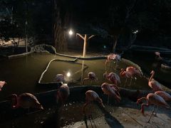 -清迈夜间动物园