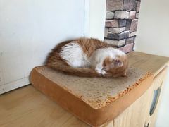 -猫的茶·猫咖