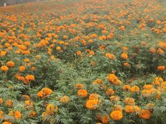 -松山湖梦幻百花洲