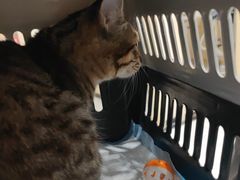 -安安宠医宠物医院·异宠·犬猫内科(岳阳分院)