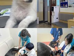 -美联众合动物医院·24h转诊中心